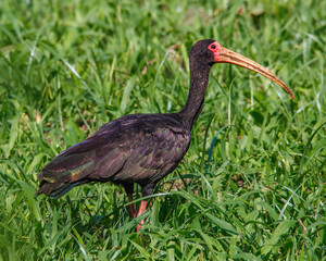 An ibis looking for food in the middle of the meadow