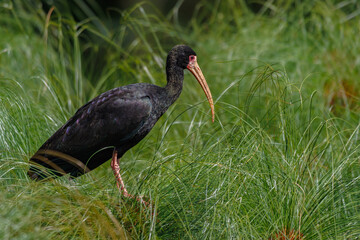 An ibis trying to hide on top of the vegetation