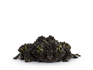 Mossy frog aka Theloderma corticale, laying flat down on surface. Isolated on a white background.