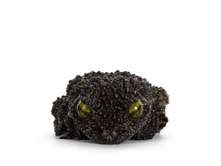Mossy frog aka Theloderma corticale, laying flat down on surface. Isolated on a white background.
