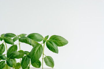 Close up fresh green organic basil leaves on white background with copy space for text.
