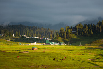 Horses on the meadow in Gulmarg, Jammu and Kashmir, India.