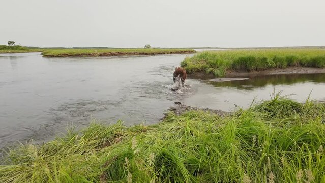 A drone view of a brown bear diving from the shore into a river in Kamchatka. Wild bears in their natural environment. The world's largest land predator