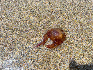 Brown jellyfish on a sandy seashore