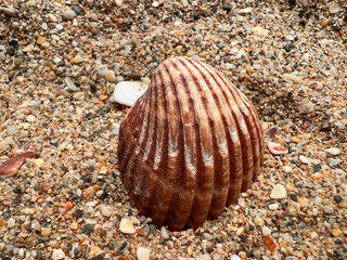 Seashell on a sandy beach