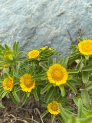 yellow flowers in the garden