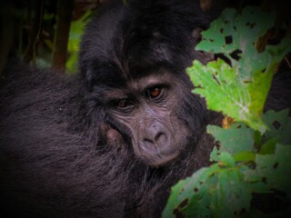 Mountain Gorilla (Gorilla beringei)