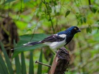 Magpie Tanagaer (Cissopis leveriana)