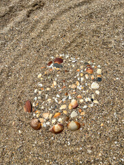 Seashell collection on a sandy beach