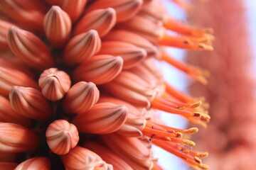 South Africa Cape Aloe Ferox Flower