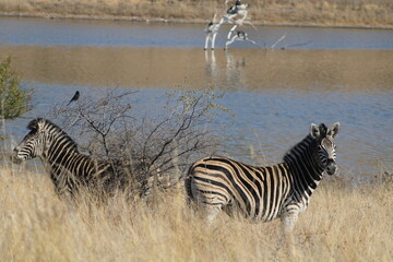 Fototapeta na wymiar Pilanesburg National Park in South Africa