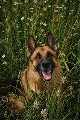 Concept of pets in nature. Dog with gray nose sits in wild flowers and smiles with tongue sticking out. Portrait of German shepherd of black and red color in chamomile flowers in summer.