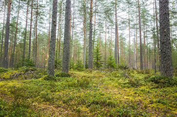 Coniferous forest on a daytime. Natural background
