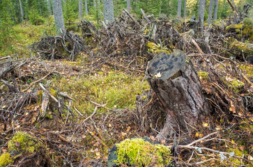 A stump and broken trees in coniferous forest