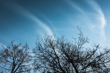 Bare trees branches under blue sky