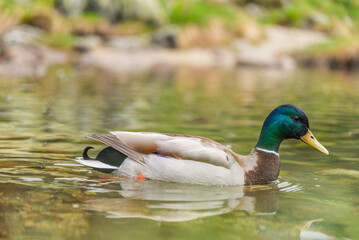 Wild duck on the lake. Narrow depth of field.