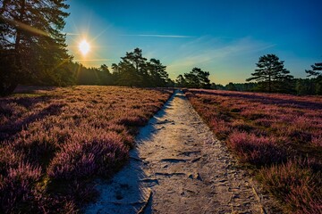 Misselhorner Heide