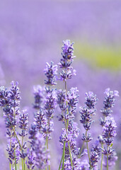 Obraz premium Cotswold summer lavender in full bloom at Snowshill, England.