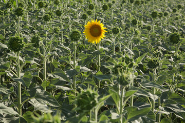 Sunflower field with single lonely sunflower in bloom