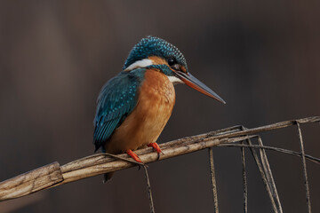 Common Kingfisher