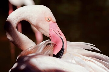 close up of a pink flamingo