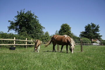 Fototapeta na wymiar mare and foal, czech cold blood, heavy horse