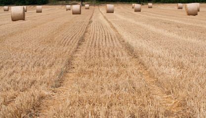 Fototapeta na wymiar Short wheat stalks after harvest. Straw bales lying in the field. Agriculture and cultivation in Germany, Hessen.