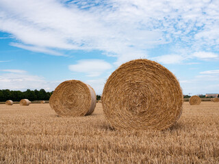 Close shot of straw bales lying in the field. Wheat stalks after harvest ont he soil. Agriculture...