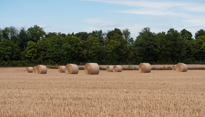 Short wheat stalks after harvest. Straw bales lying in the field. Blue sk, forest int he background. Agriculture and cultivation in Germany, Hessen.