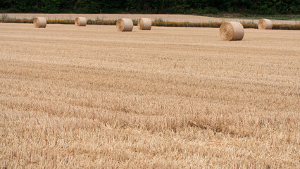 Fototapeta premium Short wheat stalks after harvest. Straw bales lying in the field. Agriculture and cultivation in Germany, Hessen.