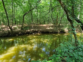 a stream runs in the forest between trees in a recreation park in Ukraine