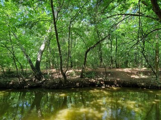 Fototapeta na wymiar a stream runs in the forest between trees in a recreation park in Ukraine