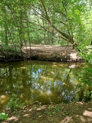 a stream runs in the forest between trees in a recreation park in Ukraine