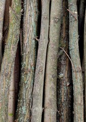 Texture of tree bark