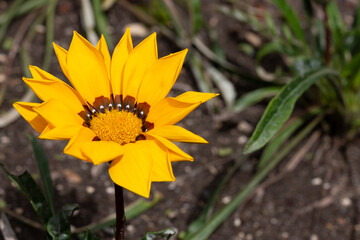 Beautiful yellow gazania flowers photo. Bright flowers of gazania in garden during flowering,