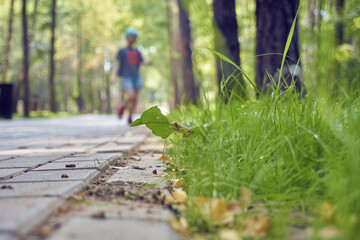 The path is made of paving slabs, green grass grows nearby. Park, place for walking and sports, jogging in the forest park