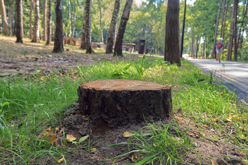 Stump, felled wood, landscaping in the park. Forest, a place for rest, relaxation and sports. Walkway, paved path