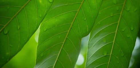 green leaves wall background, leaf wall nature background
