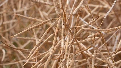 Ripe canola field reday to harvest. Agriculture and cultivation.