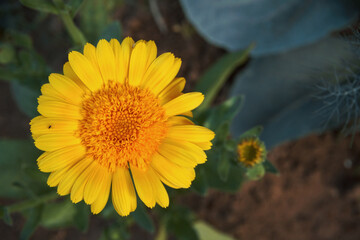Yellow garden chamomile, growing flowers in the garden and vegetable garden. Flower breeding. Soft selective selective focus