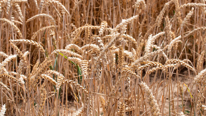 Fototapeta premium Ripe and withered wheat stalks. Dried up soil, lack of water, drought due to climate change.