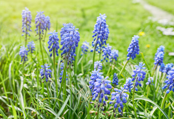 Muscari flower close-up. Bright natural green background. 