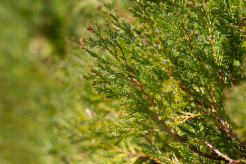 Closeup fresh green christmas leaves, branches of thuja trees on green background.