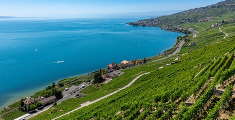 Fototapeta na wymiar Lavaux region- vineryard and lake- Switzerland