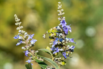 floraison du gattilier