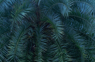 date palm  tropical leaf on black  background