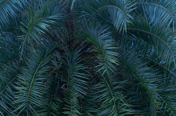 date palm  tropical leaf on black  background