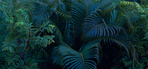 Tropical palm on black background