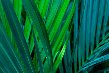abstract tropical green palm leaf black background