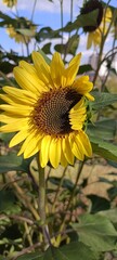 A close up view of sunflowers in bright yellow color against a blue sky background in summer on a clear day. 